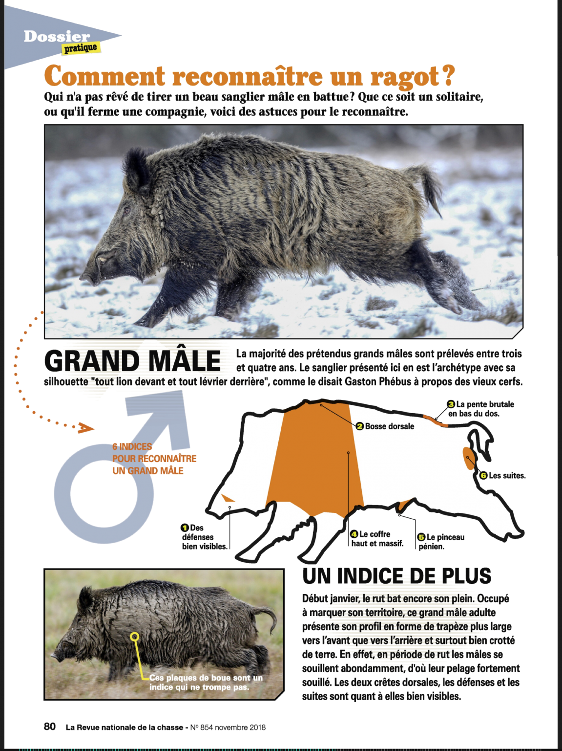 Le sanglier Mieux le connaître GGC