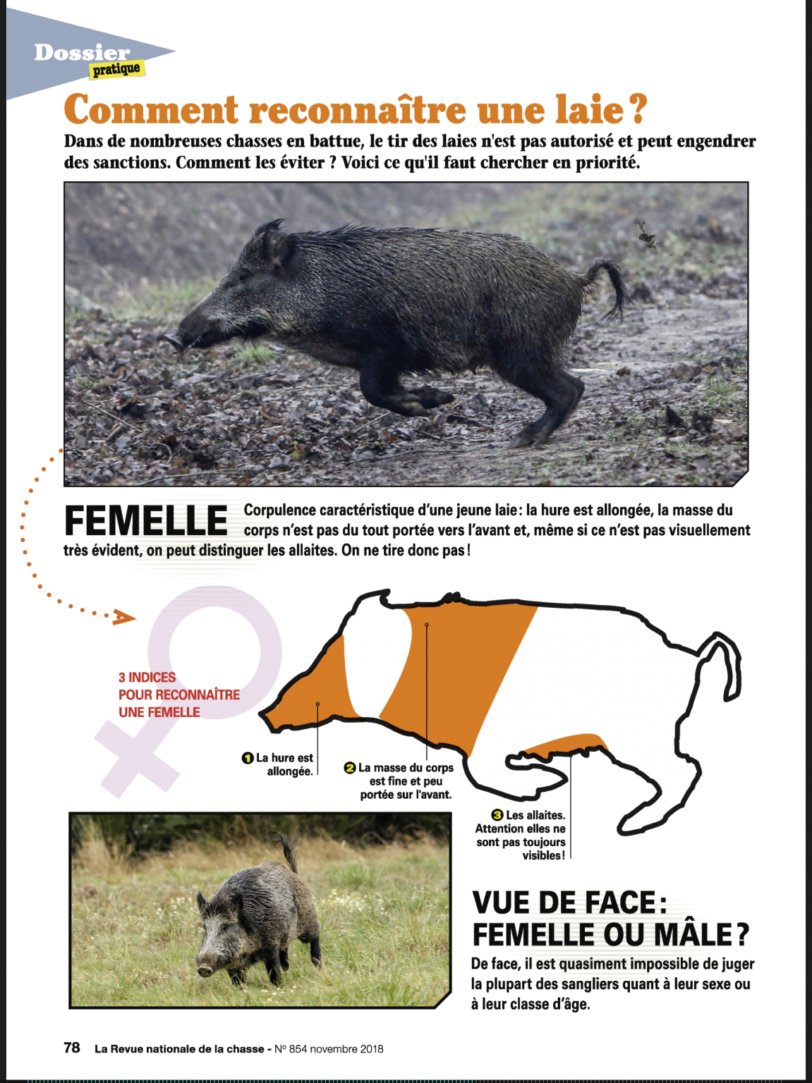 Le sanglier Mieux le connaître GGC 6 Ungersberg Haut Koenigsbourg — free download